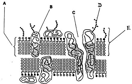 91_cell surface membrane.png